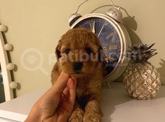 Muhteşem Poodle Bebeklerimiz görsel