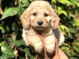 Orjinal Maltipoo