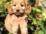 Babyface Maltipoo Yavrumuz