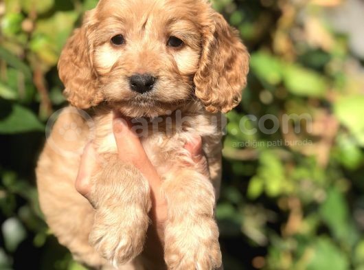 Babyface Maltipoo Yavrumuz görsel
