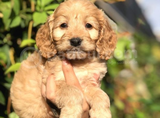 Babyface Maltipoo Yavrumuz görsel