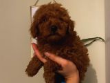 Muhteşem Poodle Bebeklerimiz
