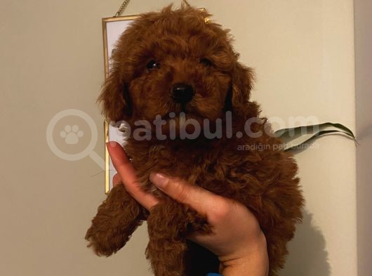 Muhteşem Poodle Bebeklerimiz görsel