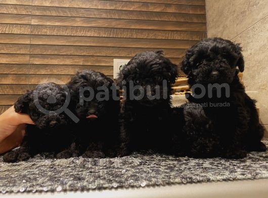 Muhteşem Poodle Bebeklerimiz görsel