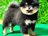Kahve Siyah Tonuna Sahip Dişi Pomeranian Boo Yavrumuz