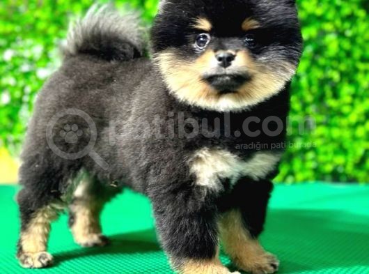 Kahve Siyah Tonuna Sahip Dişi Pomeranian Boo Yavrumuz