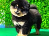 Kahve Siyah Tonuna Sahip Dişi Pomeranian Boo Yavrumuz