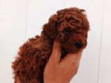 Full Karma Aşılı Garantili Ev Bakımı Toy Poodle