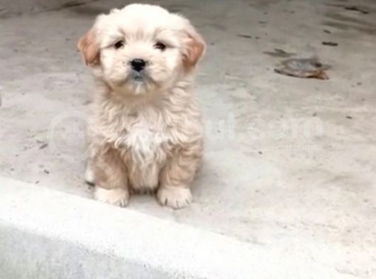 Mükemmel Kalite Malti̇po Ci̇nsi̇