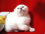 Scottish Fold Blue Point Dişi Yavru