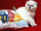 Scottish Fold Blue Point Dişi Yavru