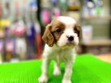 Cavalier King Charles Bebeklerimiz