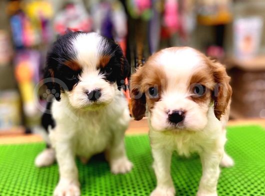 Cavalier King Charles Bebeklerimiz