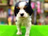 Cavalier King Charles Bebeklerimiz