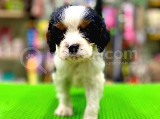 Cavalier King Charles Bebeklerimiz görsel