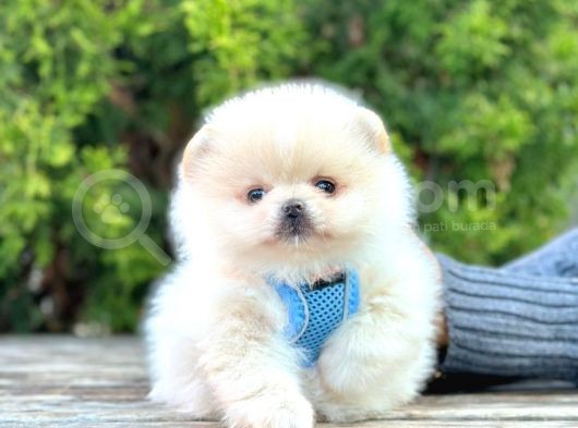 Safkan Pomeranian Boo Yavrular görsel