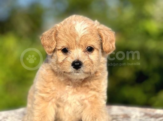 Show Kalite Maltipoo Bebekler
