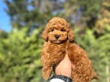 Red Brown Toy Poodle Bebeği̇mi̇z