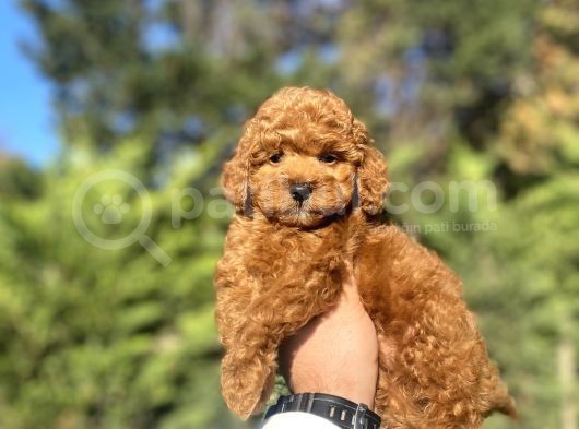 Red Brown Toy Poodle Bebeği̇mi̇z görsel