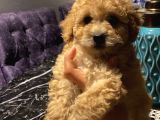 Aşılı Pasaportlu Maltipoo Erkek Yavrumuz
