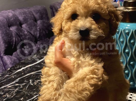 Aşılı Pasaportlu Maltipoo Erkek Yavrumuz