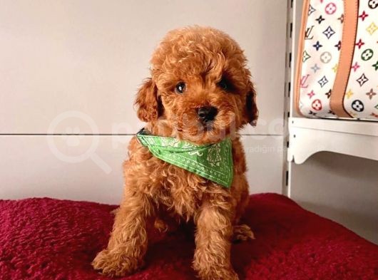 Orjinal Poodle Yavrular