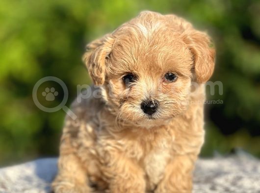 Show Kalite Maltipoo Bebekler görsel