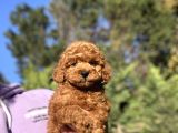 Red Brown Toy Poodle Bebeği̇mi̇z