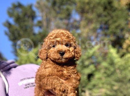 Red Brown Toy Poodle Bebeği̇mi̇z görsel