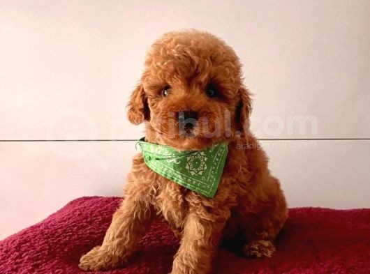 Orjinal Poodle Yavrular görsel