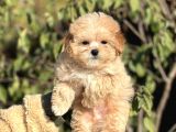 Mi̇ni̇ Boy Orji̇nal Poodle Bebekler