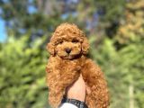 Red Brown Toy Poodle Bebeği̇mi̇z