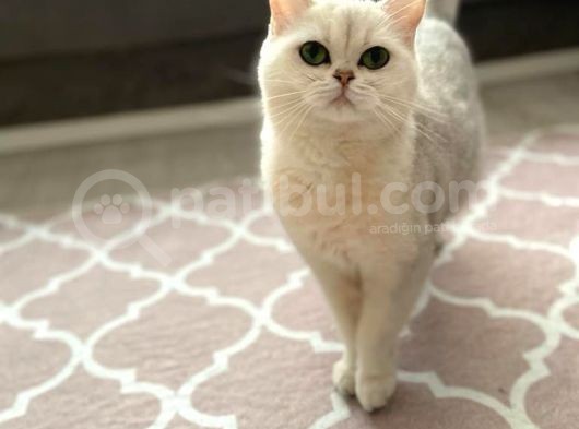 Secereli Çipli Yetişkin Ns11 British Shorthair görsel