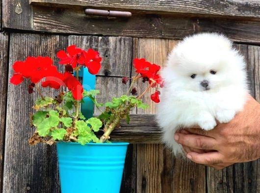 Sağlik Ve Irk Garanti̇li̇ Pomerani̇an Boo Yavrularimiz görsel