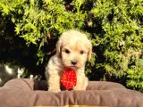 Orji̇nal Malti̇po Yavrular
