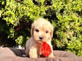 Orji̇nal Malti̇po Yavrular