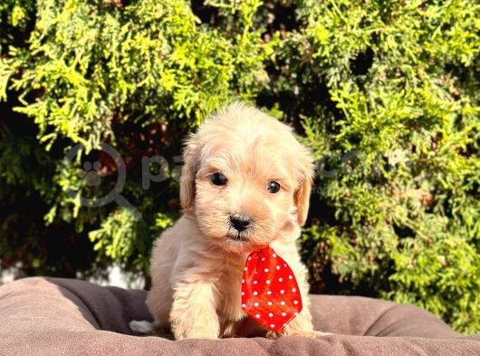 Orji̇nal Malti̇po Yavrular görsel