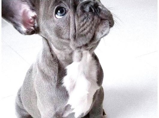 Blue Gri Mavi Gözlü Füme Safkan Fransızbulldog Orjinal Garantili