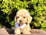 Orji̇nal Malti̇po Yavrular