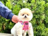 Ayıcık Surat Boo Pomeranian Yavrular