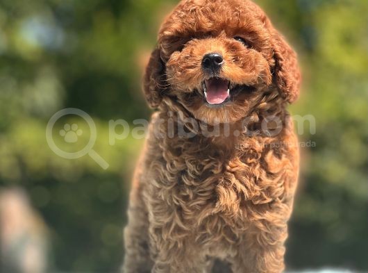 Mi̇ni̇ Boy Toy Poodle Bebekler görsel