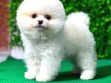 Orji̇nal Pomerami̇an Boo