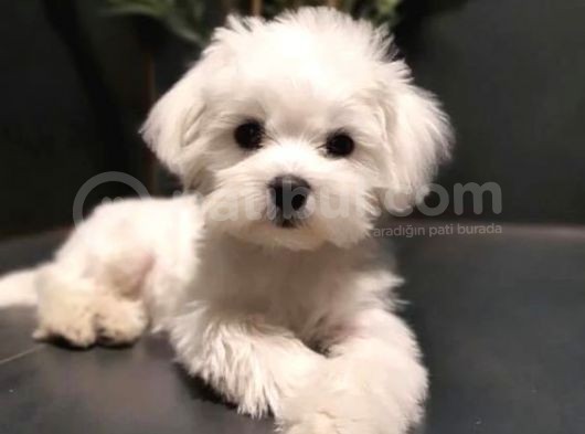 Malteseterrier Sıfır Boy Safkan Orjinal Kar Beyaz Gerçek Garantili