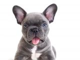 Blue Gri Mavi Gözlü Füme Safkan Fransızbulldog Orjinal Garantili