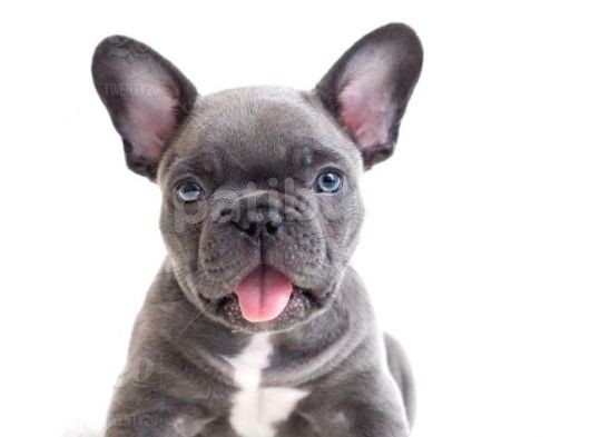 Blue Gri Mavi Gözlü Füme Safkan Fransızbulldog Orjinal Garantili görsel