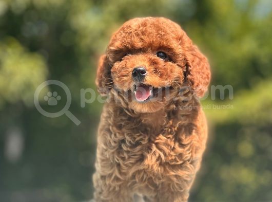 Mi̇ni̇ Boy Toy Poodle Bebekler görsel