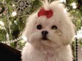 Malteseterrier Sıfır Boy Safkan Orjinal Kar Beyaz Gerçek Garantili