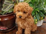Sağlik Ve Irk Garanti̇li̇ Red Brown Toy Poodle Yavrularimiz