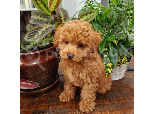 Sağlik Ve Irk Garanti̇li̇ Red Brown Toy Poodle Yavrularimiz