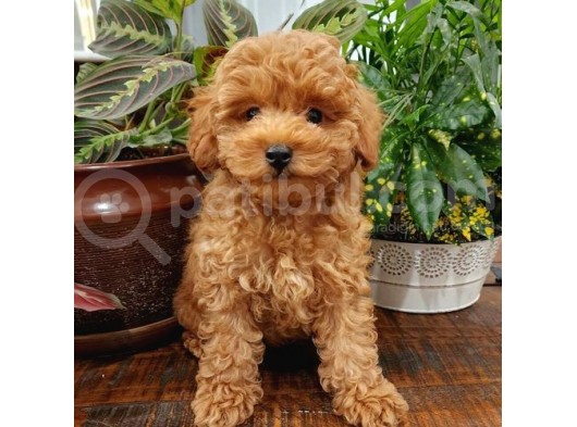 Sağlik Ve Irk Garanti̇li̇ Red Brown Toy Poodle Yavrularimiz görsel